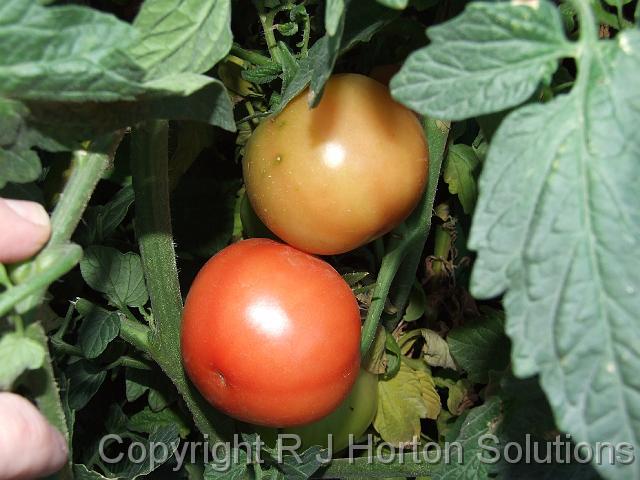 Tomato on bush_3JPG